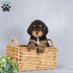 Shadow, Miniature Poodle Puppy